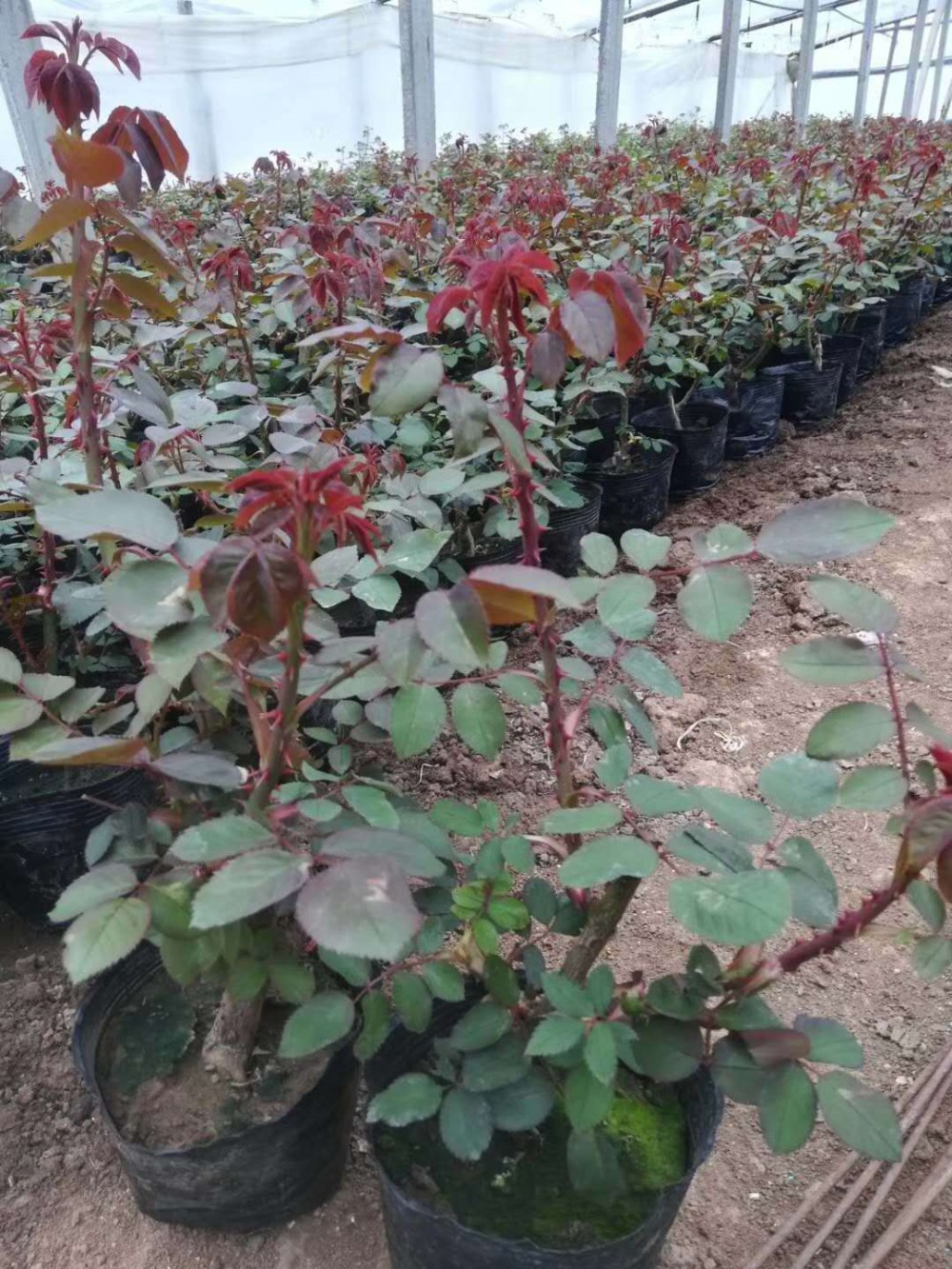 大花月季批发基地   大花月季价格