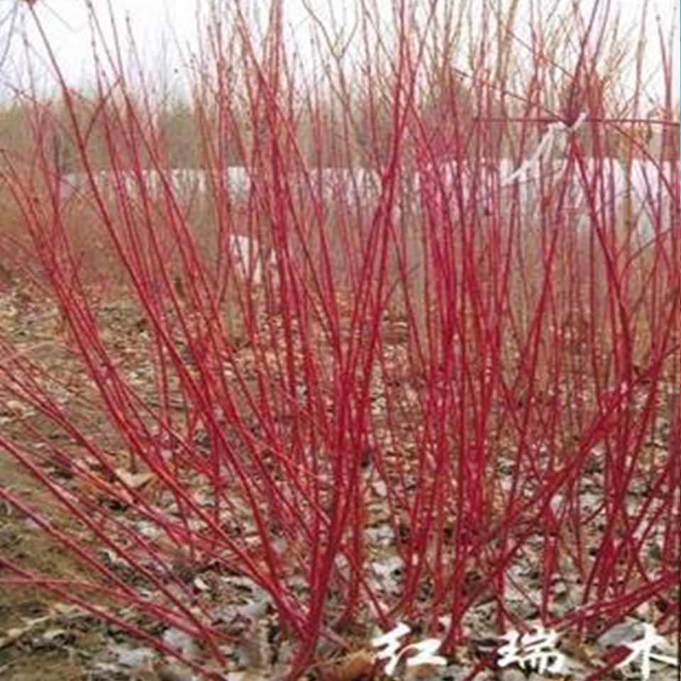 红瑞木种苗 山东60分分红瑞木优惠 销售红瑞木种苗