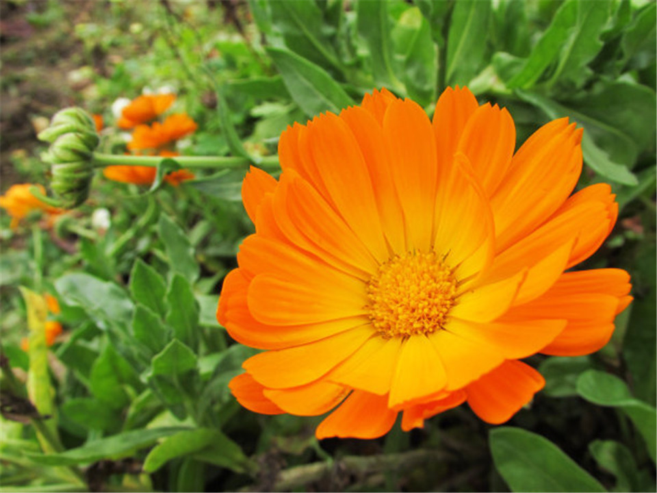 宿根花卉金盏菊 青州金盏菊基地 价格从优宿根花卉金盏菊