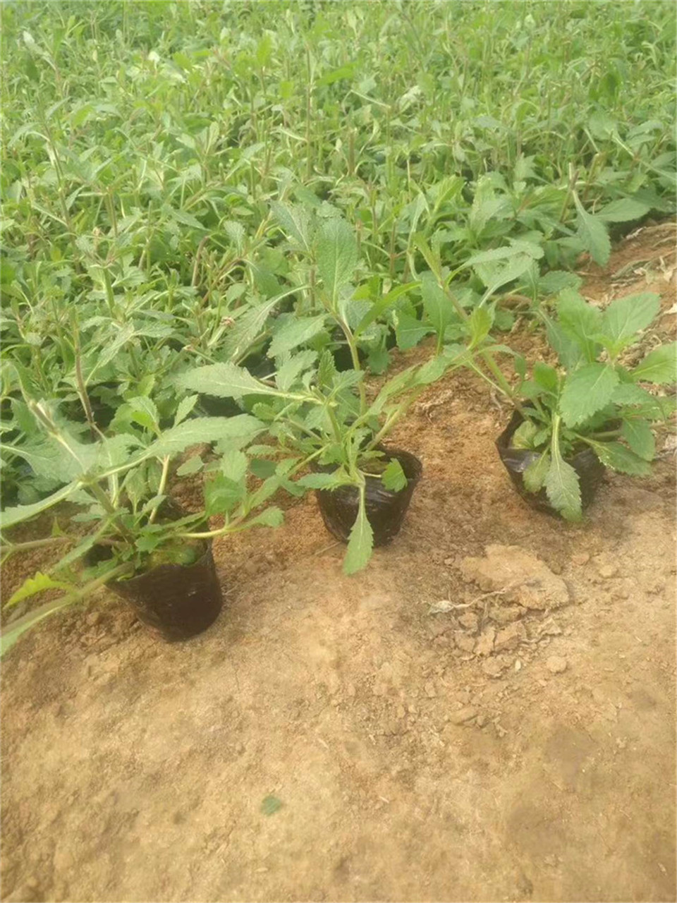 花海景观马鞭草 青州花海景观马鞭草 马鞭草便宜