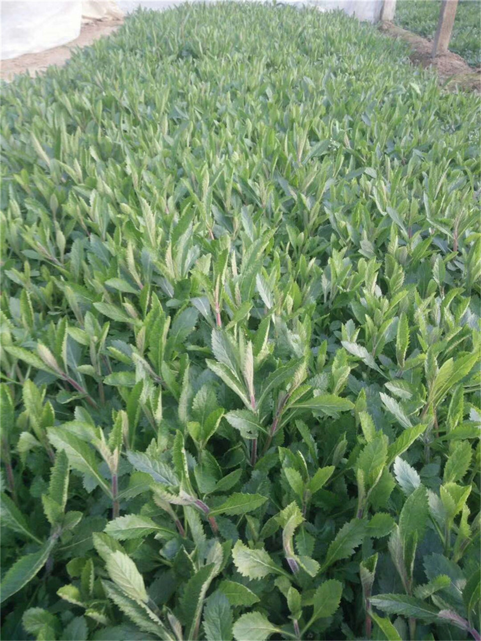 基地直销 四季马鞭草 山东四季马鞭草 马鞭草批发