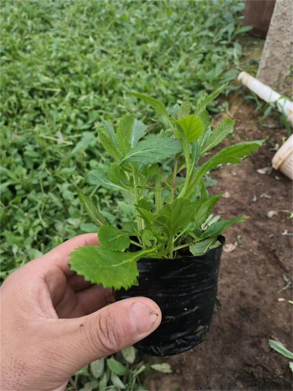 马鞭草批发 青州马鞭草 基地直销马鞭草