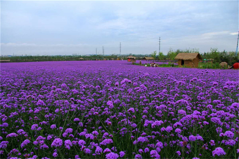 马鞭草高度 山东花海景观马鞭草 基地直销花海景观马鞭草