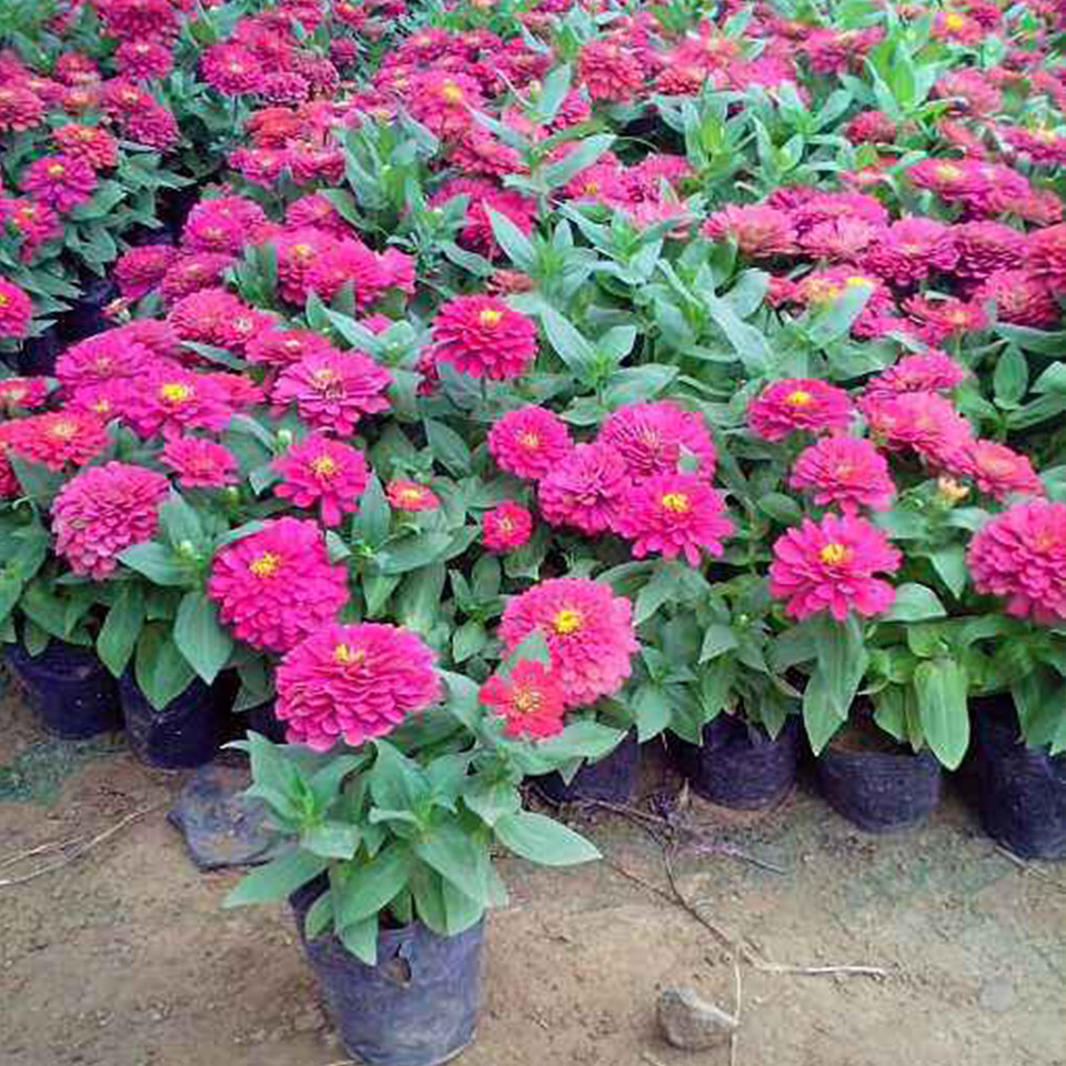 百日草基地 青州百日草小苗 苗圃供应现货百日草小苗