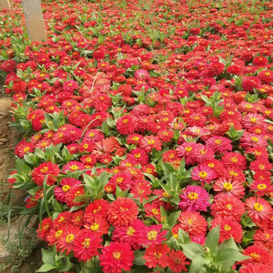 百日草小苗  苗圃供应现货 百日草育苗