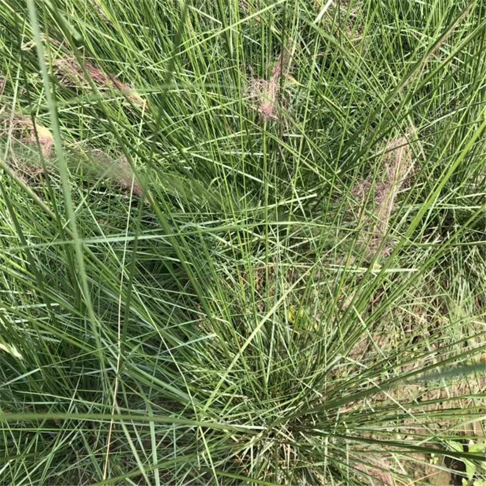 基地直销 花海粉黛乱子草 青州花海粉黛乱子草 粉黛乱子草长得好