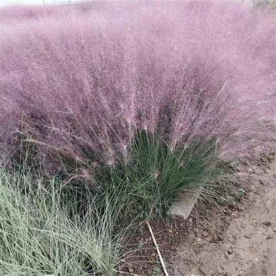 接受预定 花海工程粉黛乱子草 粉黛乱子草批发