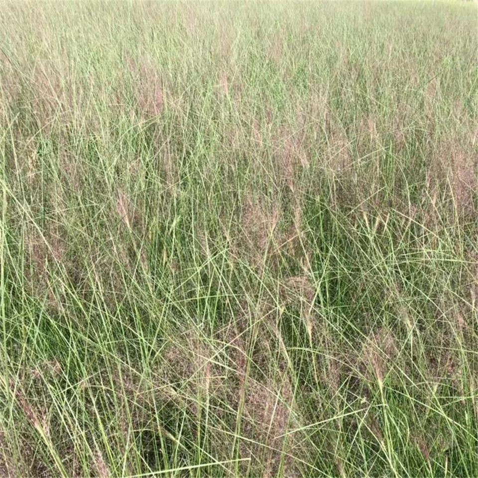 粉黛乱子草苗 青州粉黛乱子草苗 接受预定