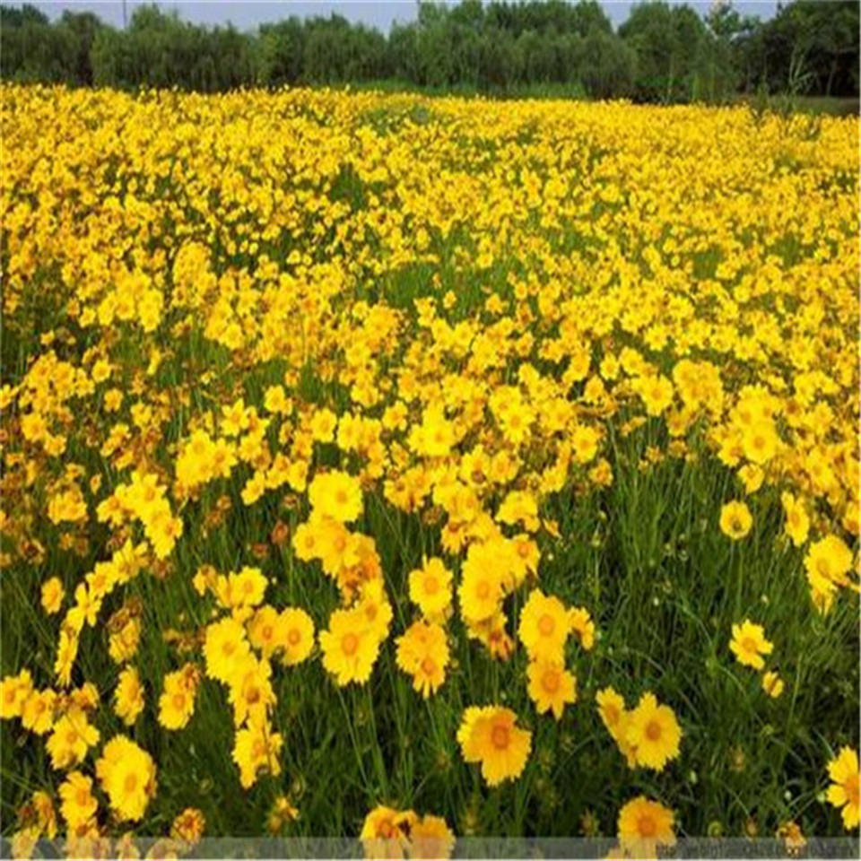 金鸡菊小苗 山东金鸡菊基地 量大优惠金鸡菊小苗