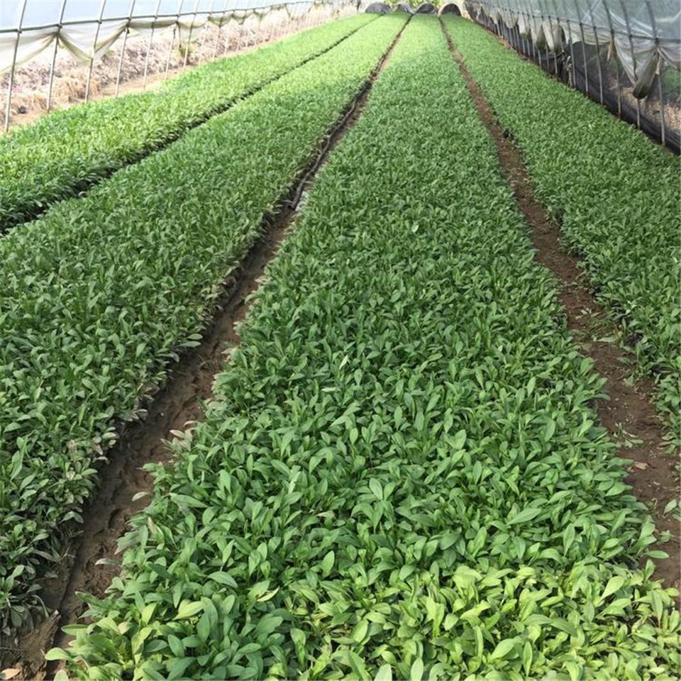 苗圃供应现货盆栽金鸡菊 山东盆栽金鸡菊 金鸡菊批发商