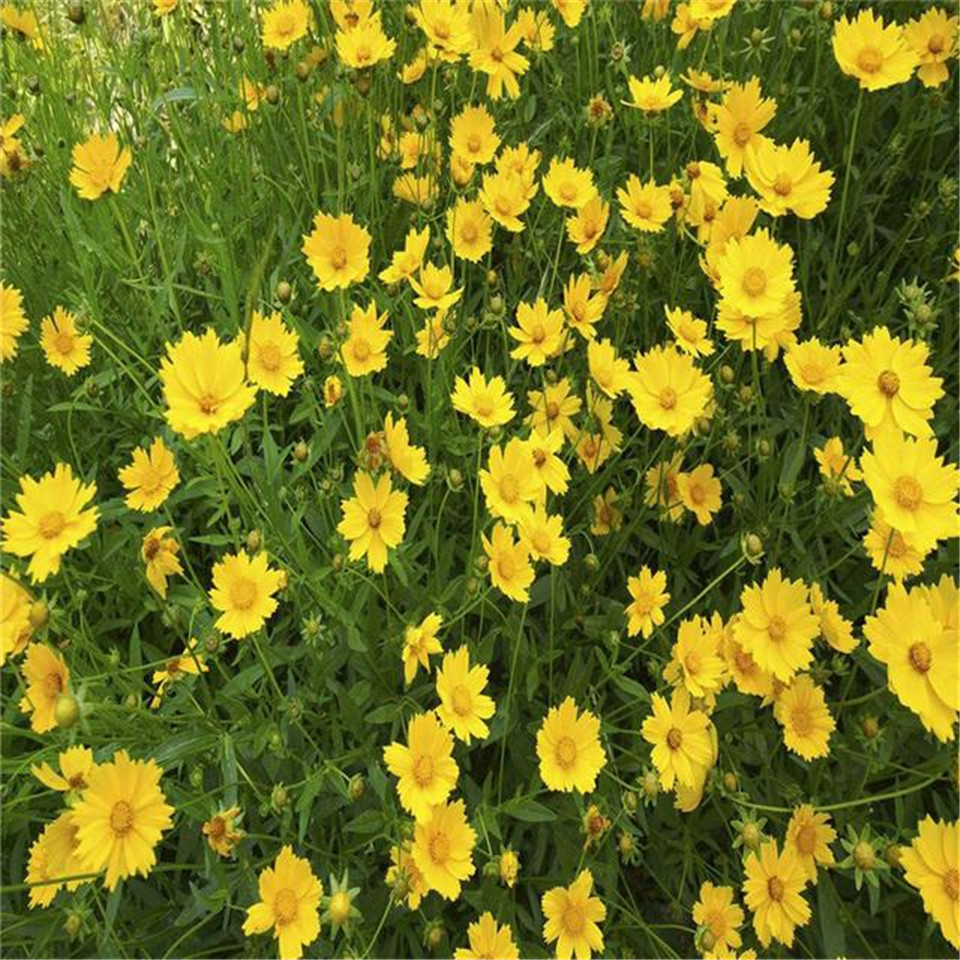 金鸡菊基地 盆栽金鸡菊 苗圃供应现货