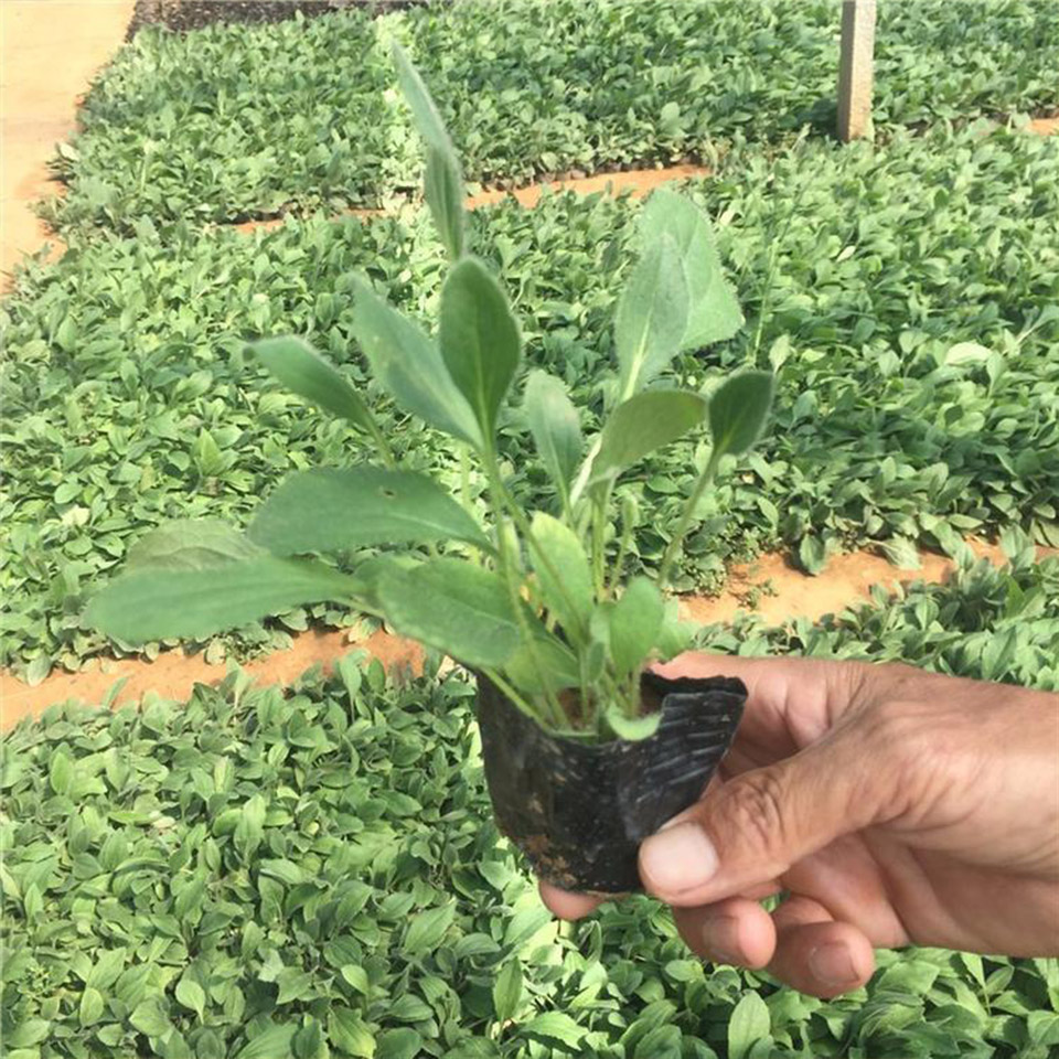 盆花黑心菊 黑心菊报价 华彬花卉