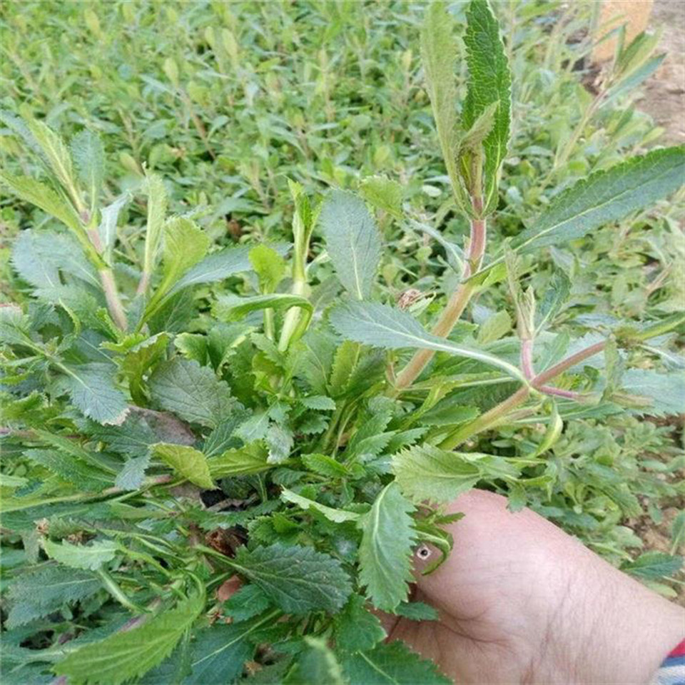 基地推荐 黑心菊小苗 青州黑心菊价格