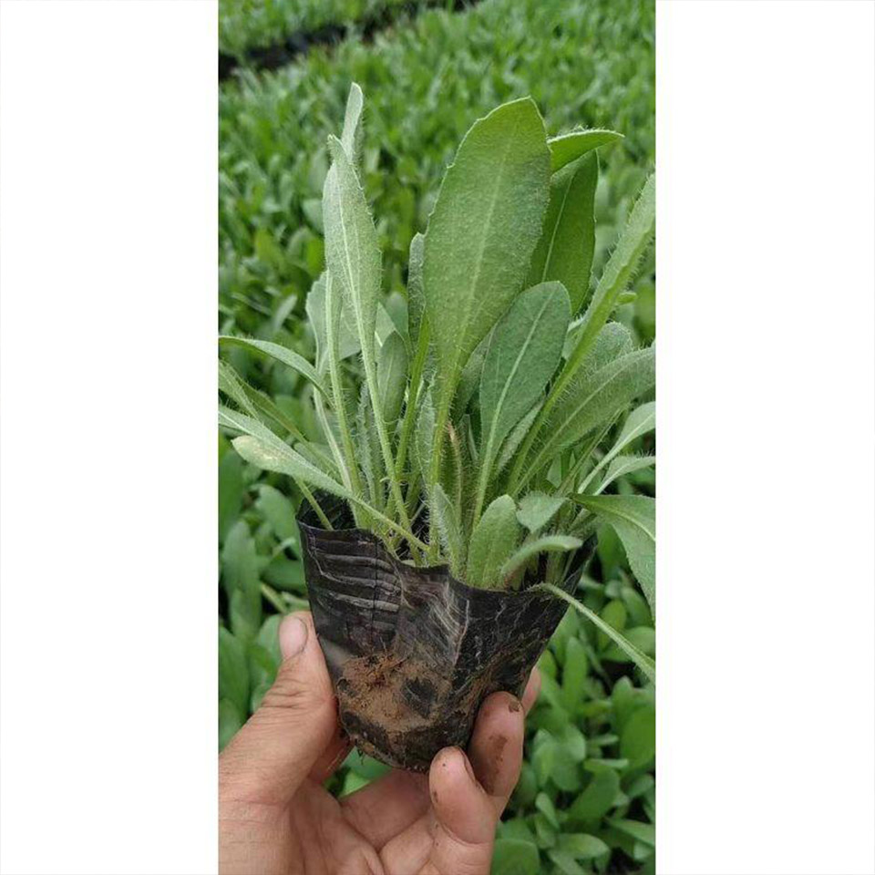 天人菊 山东500万棵天人菊报价 供应天人菊