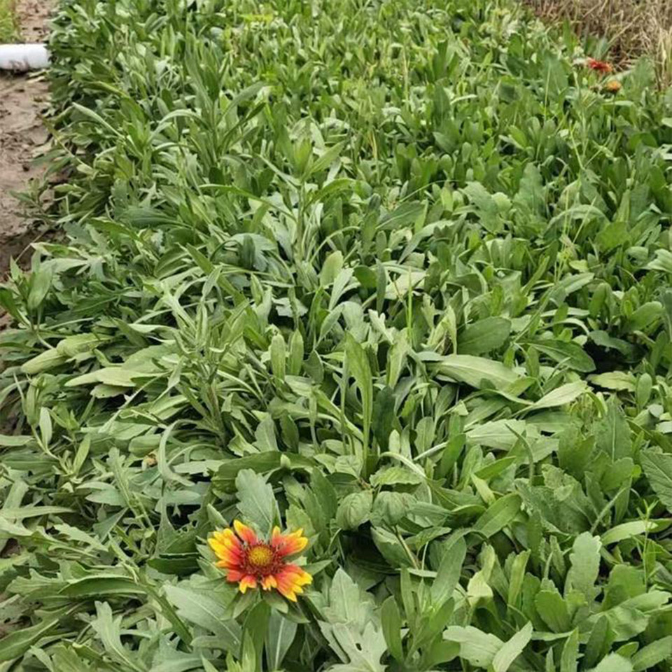 供应天人菊 青州500万棵天人菊报价 天人菊
