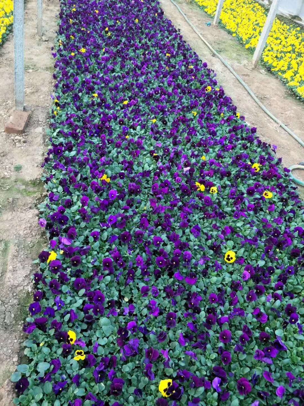 三色堇种植批发基地  三色堇价格  三色堇花海