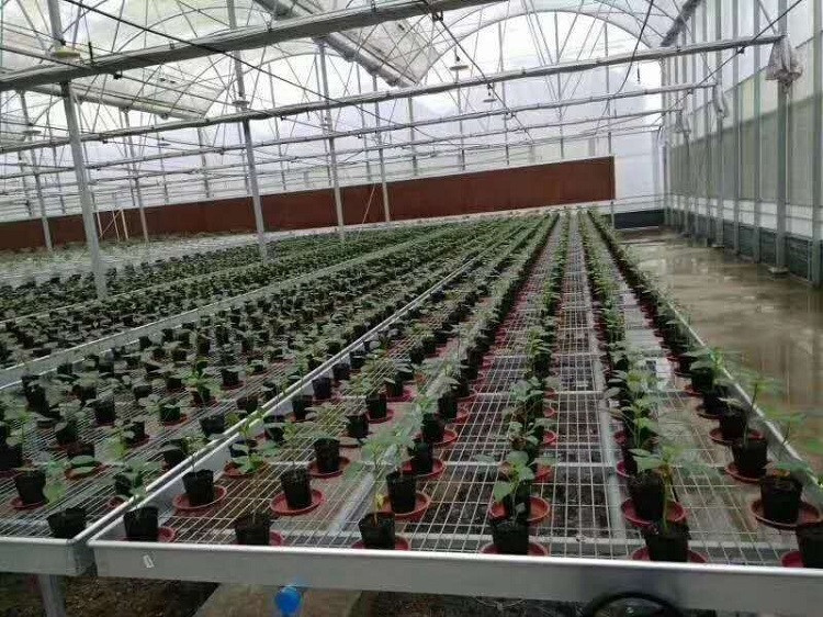 连栋薄膜温室 蔬菜大棚温室温室大棚搭建定制直销 高温大棚