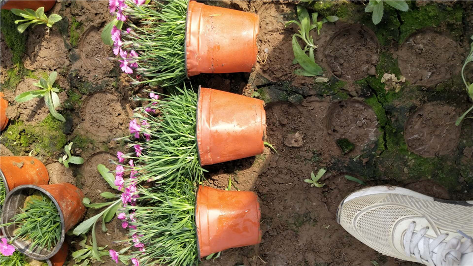 欧石竹基地 青州小皮盆欧石竹 我苗圃批发小皮盆欧石竹