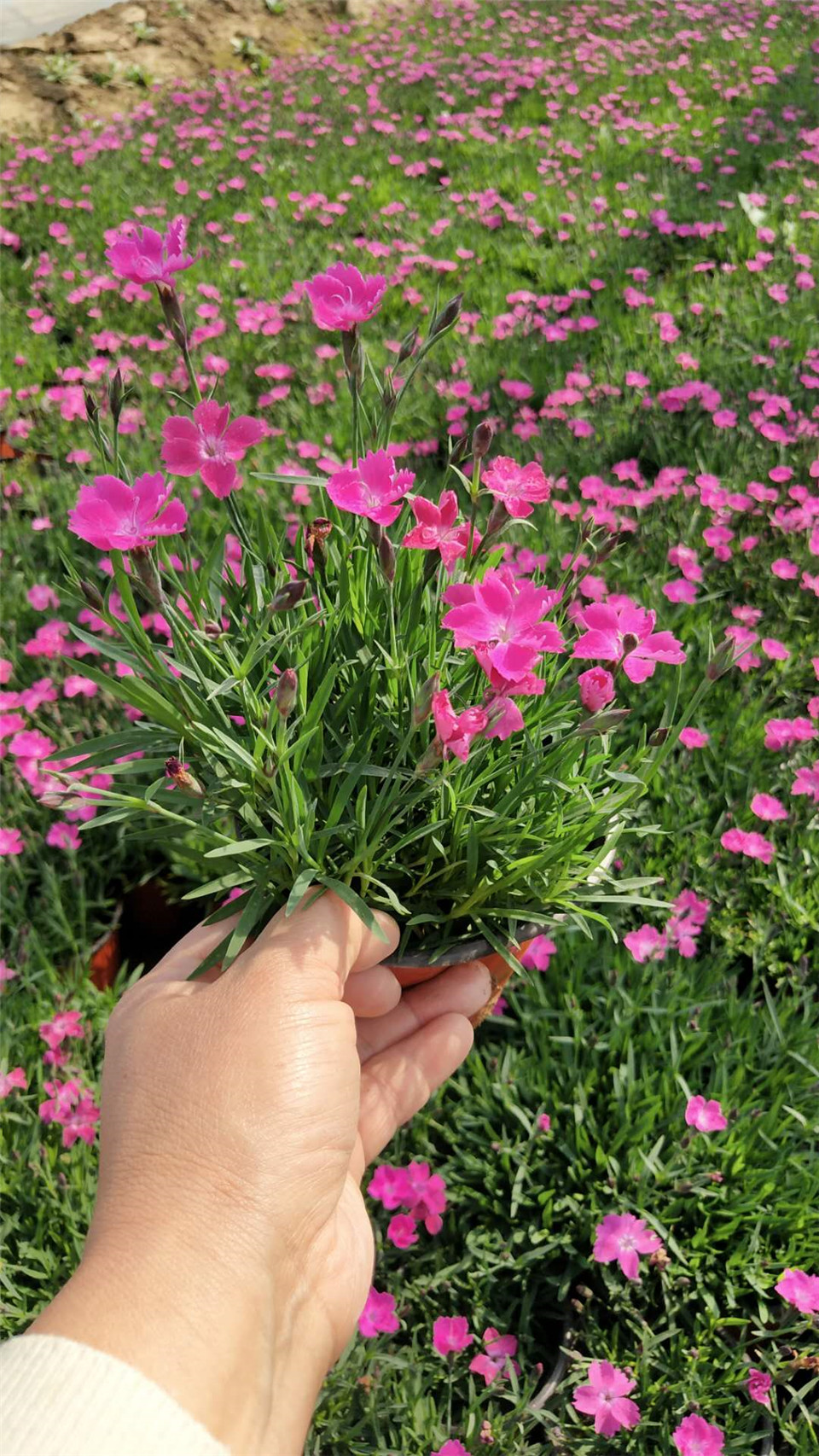 欧石竹穴盘苗 青州欧石竹价格 量大优惠欧石竹穴盘苗