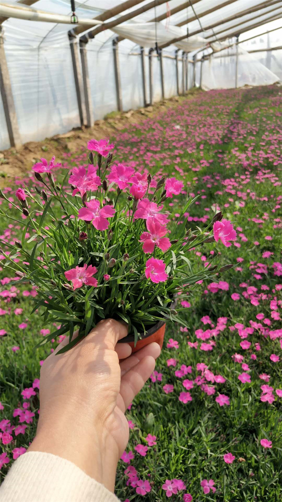 欧石竹穴盘苗 青州欧石竹价格 价格从优欧石竹穴盘苗