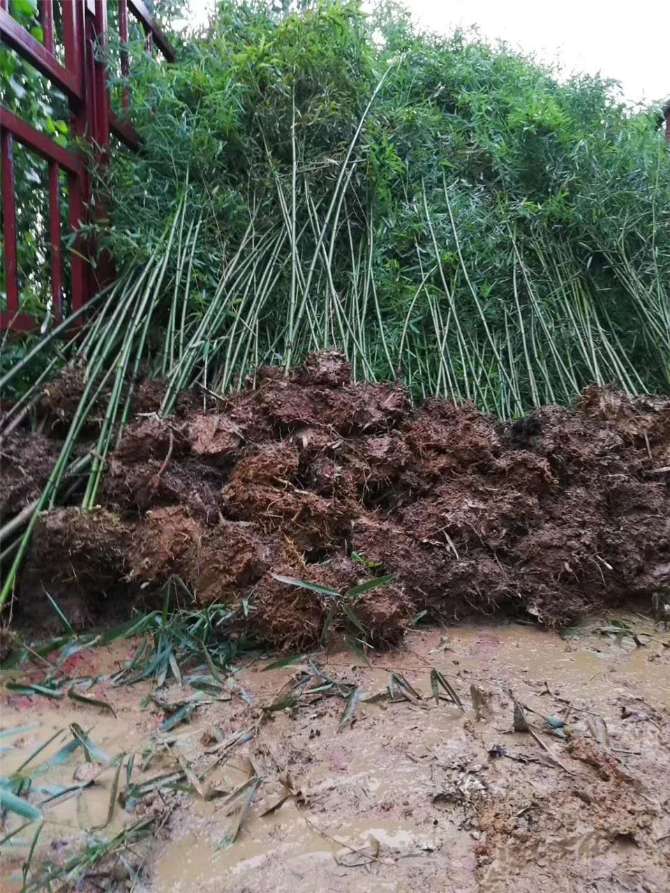 出售庭院绿化竹子 绿化竹子基地 青州庭院绿化竹子