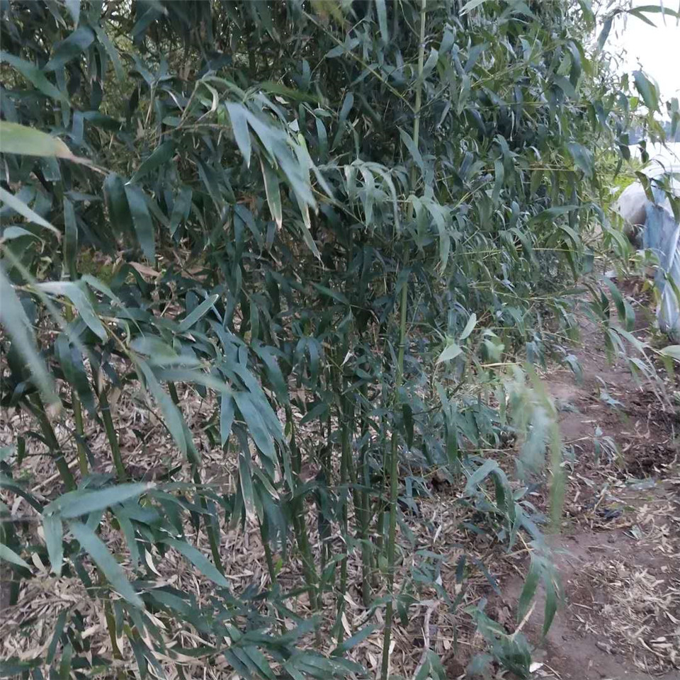 青州绿化竹子批发 风景绿化竹子 大量批发风景绿化竹子