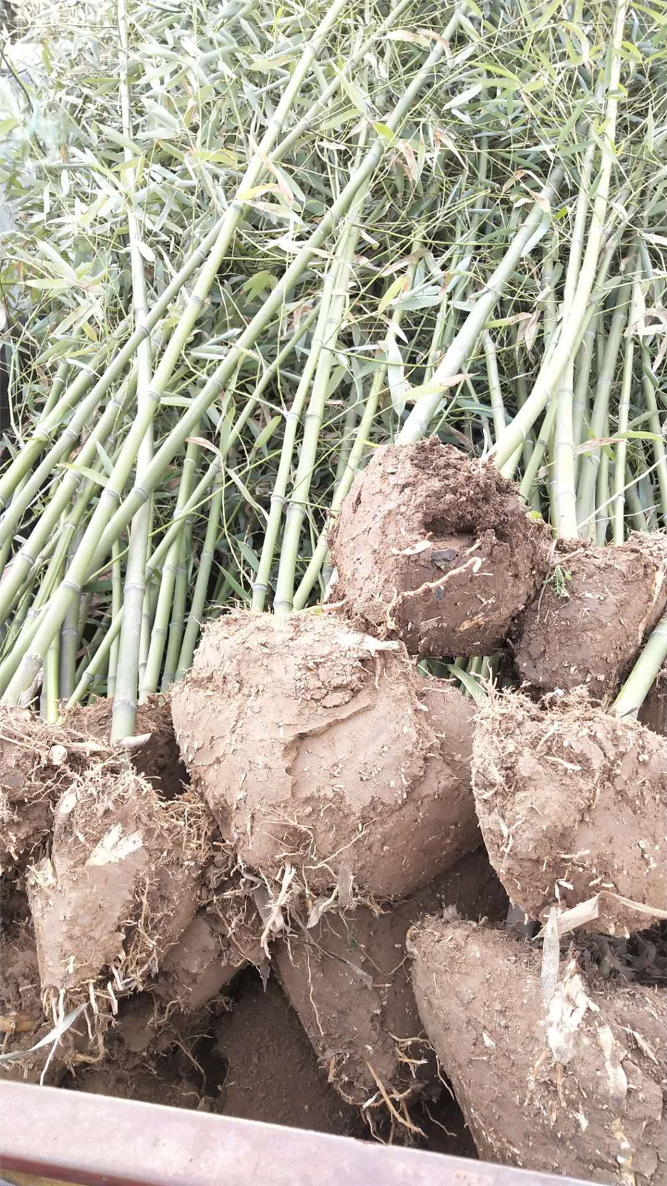 山东绿化竹子批发 风景绿化竹子 大量批发风景绿化竹子