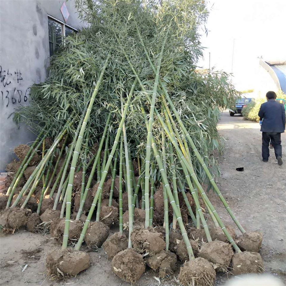 山东绿化竹子价格 风景绿化竹子 出售风景绿化竹子