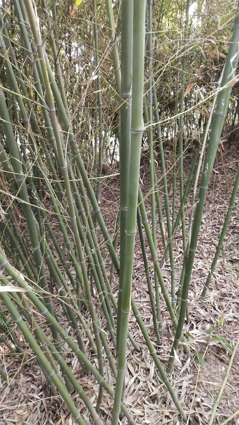 早春预定中别墅绿化竹子 绿化竹子价格 青州别墅绿化竹子