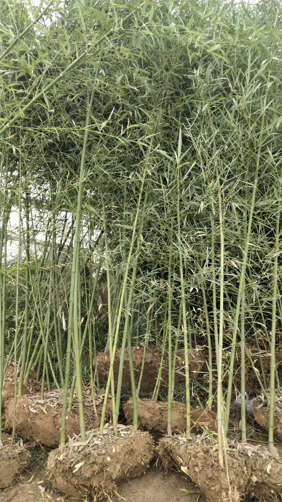 大量批发庭院绿化竹子 绿化竹子批发 山东庭院绿化竹子