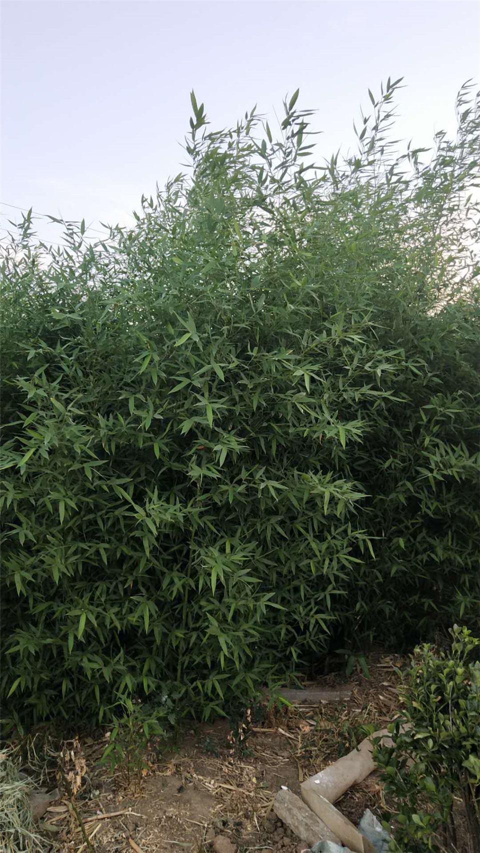 青州绿化竹子批发 别墅绿化竹子 出售别墅绿化竹子