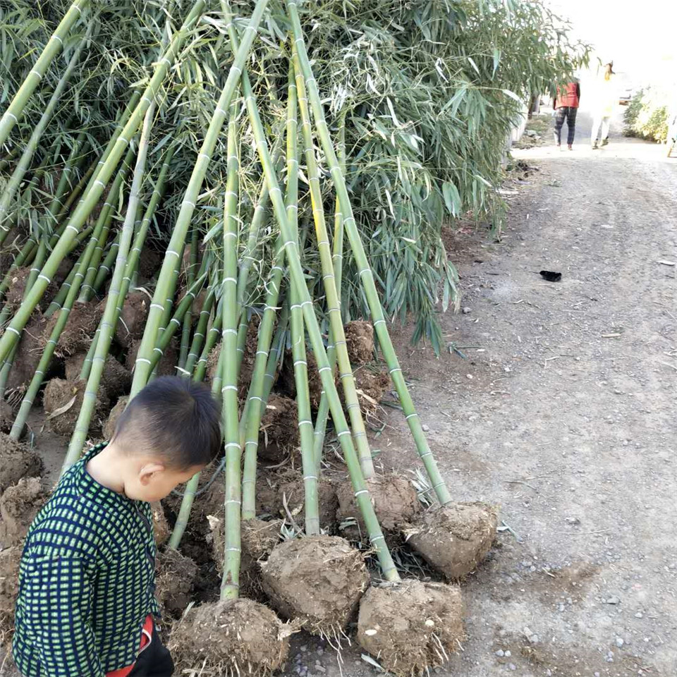 出售绿化竹子 绿化竹子批发 青州绿化竹子