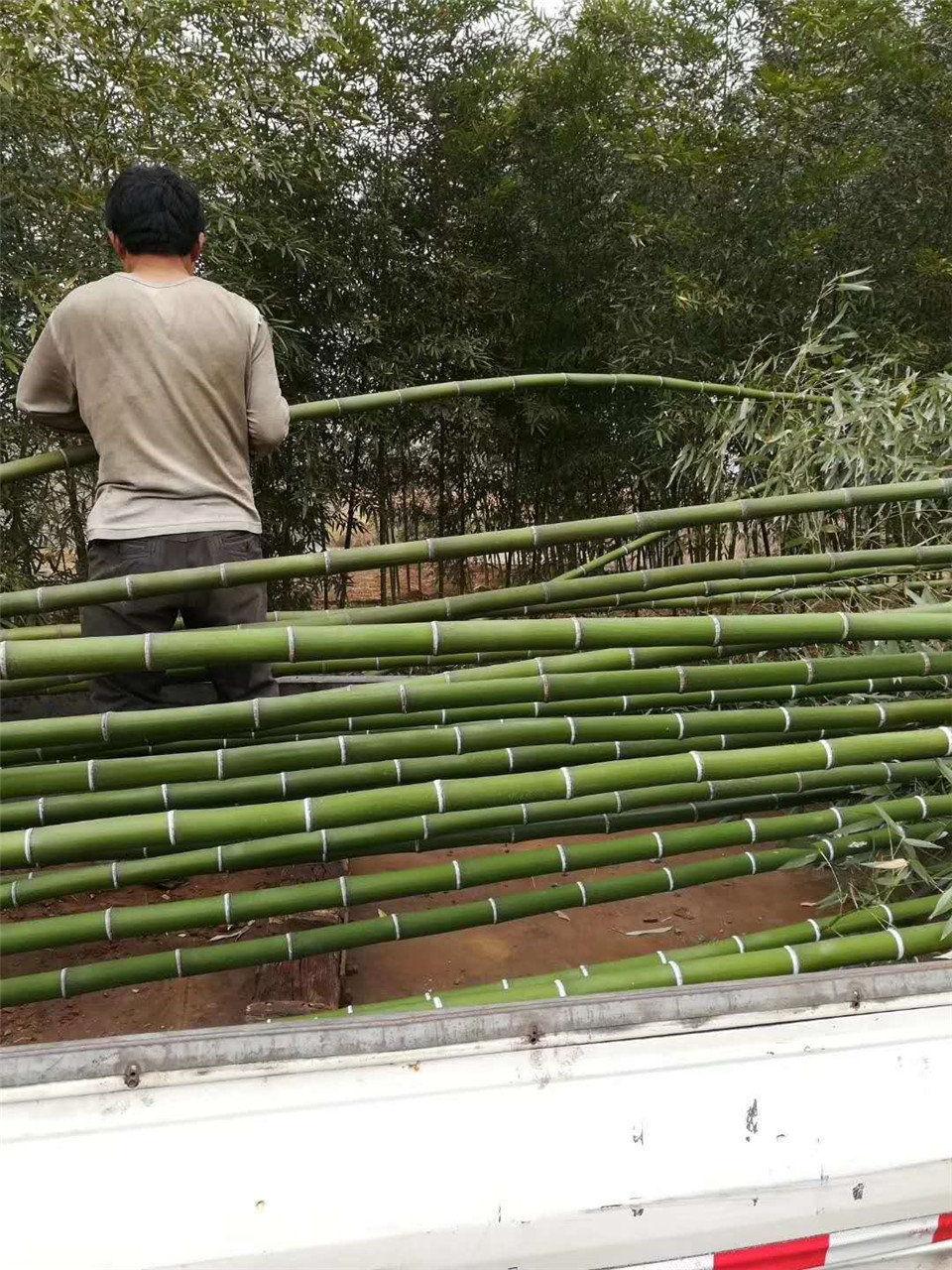 早春预定中绿化竹子 绿化竹子基地 山东绿化竹子