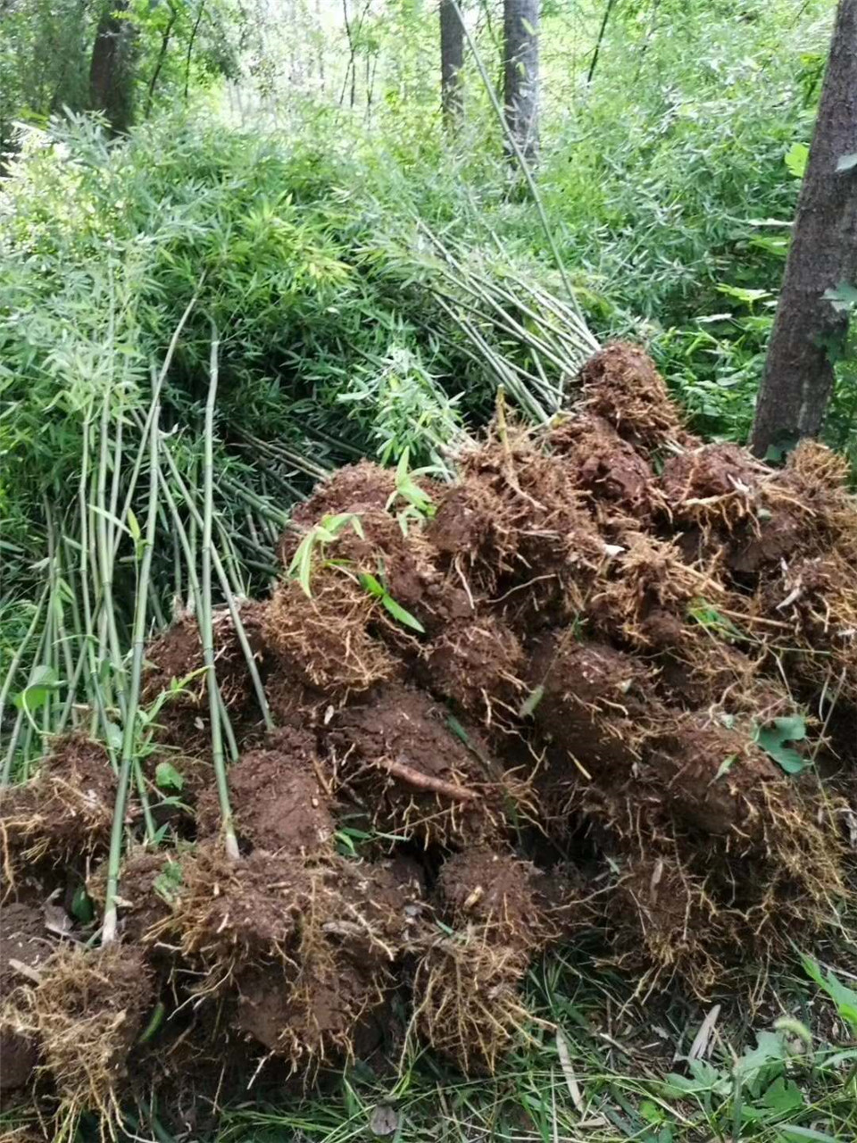 青州绿化竹子种植 绿化竹子 早春预定中绿化竹子