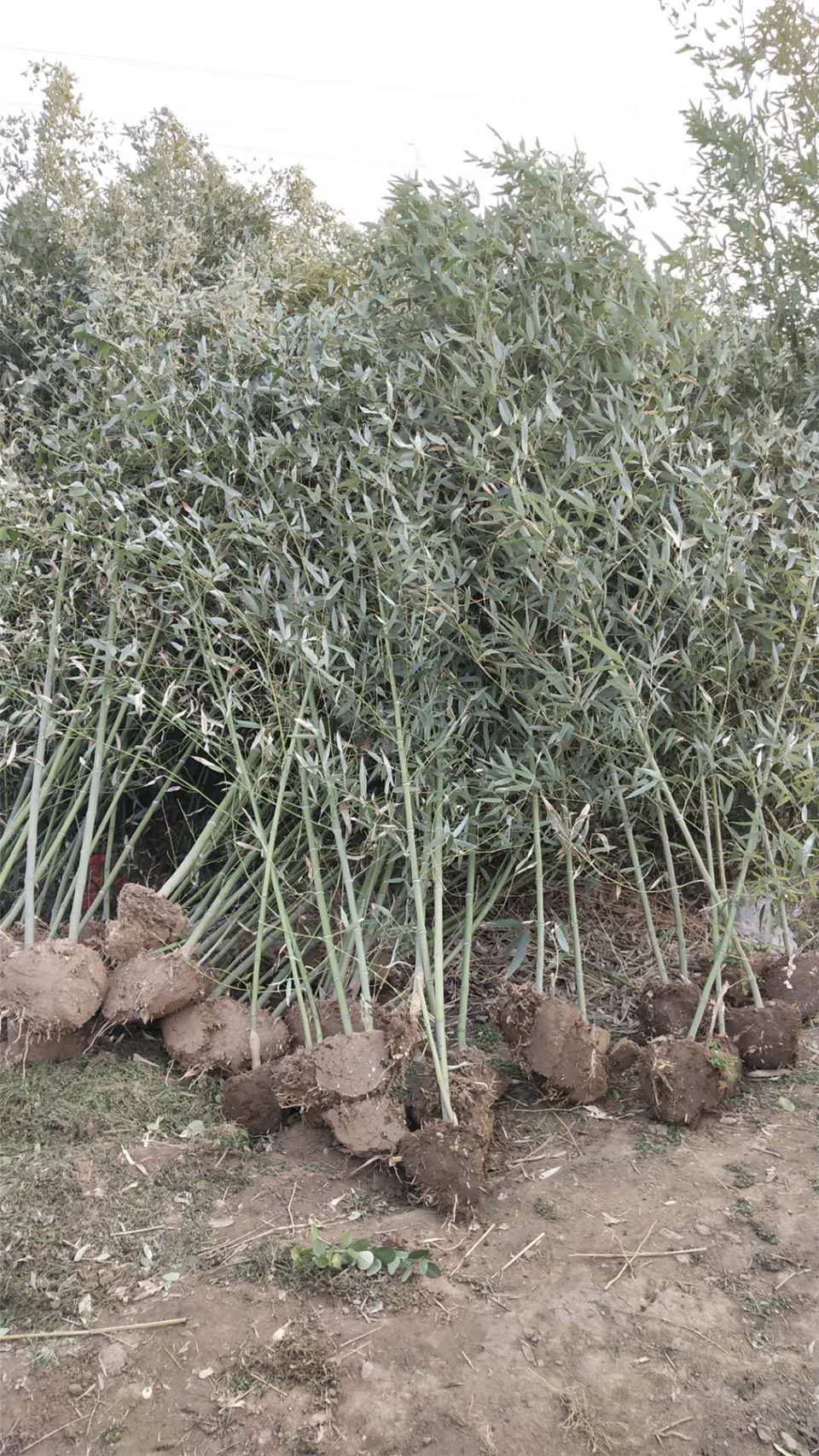 青州绿化竹子种植 风景绿化竹子 早春预定中风景绿化竹子