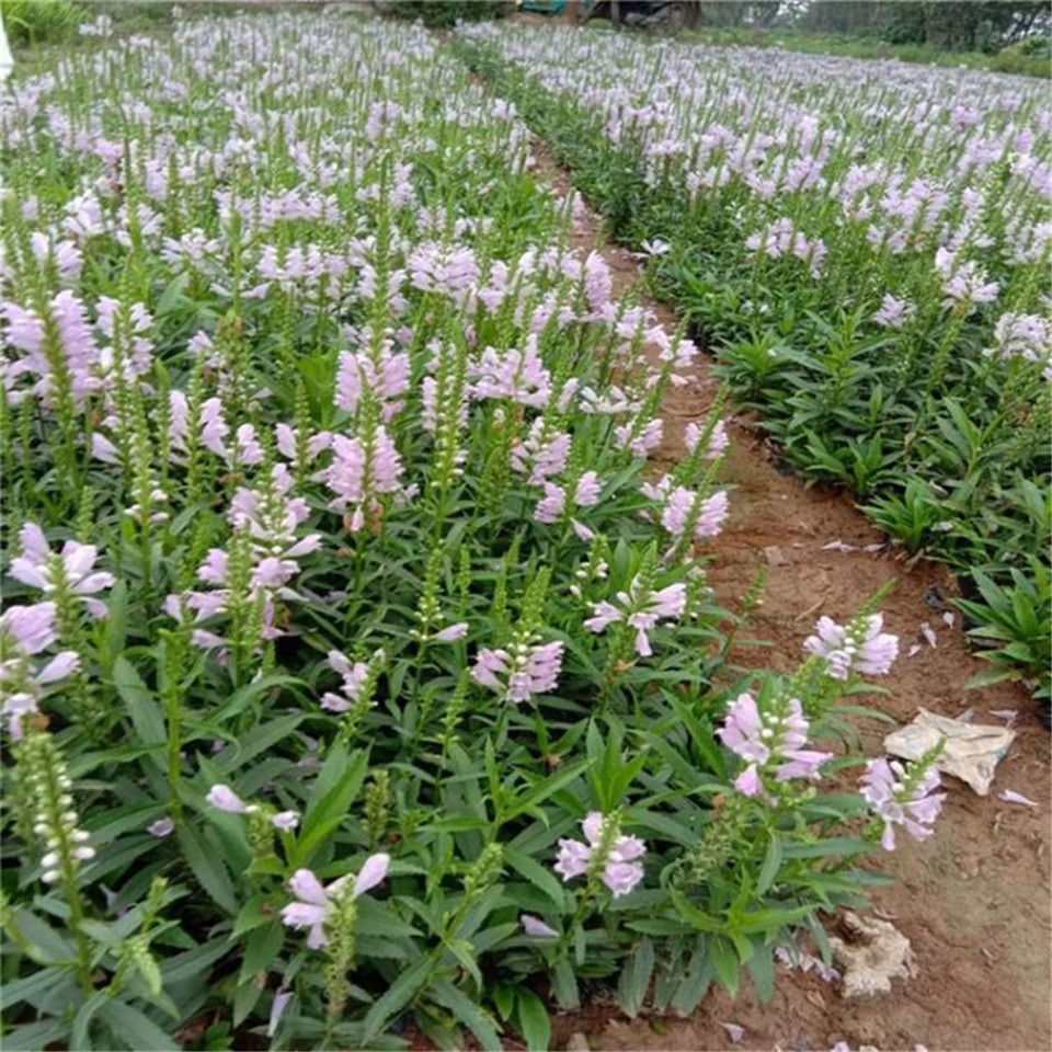 基地供应假龙头小苗 山东假龙头基地 假龙头小苗