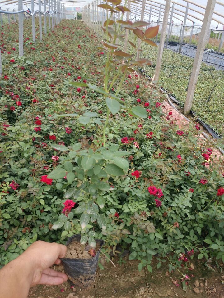 红帽月季批发价格 月季基地