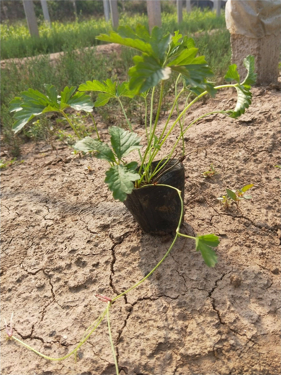 青州三叶委陵菜基地供应 基地批发三叶委陵菜苗 三叶委陵菜基地供应