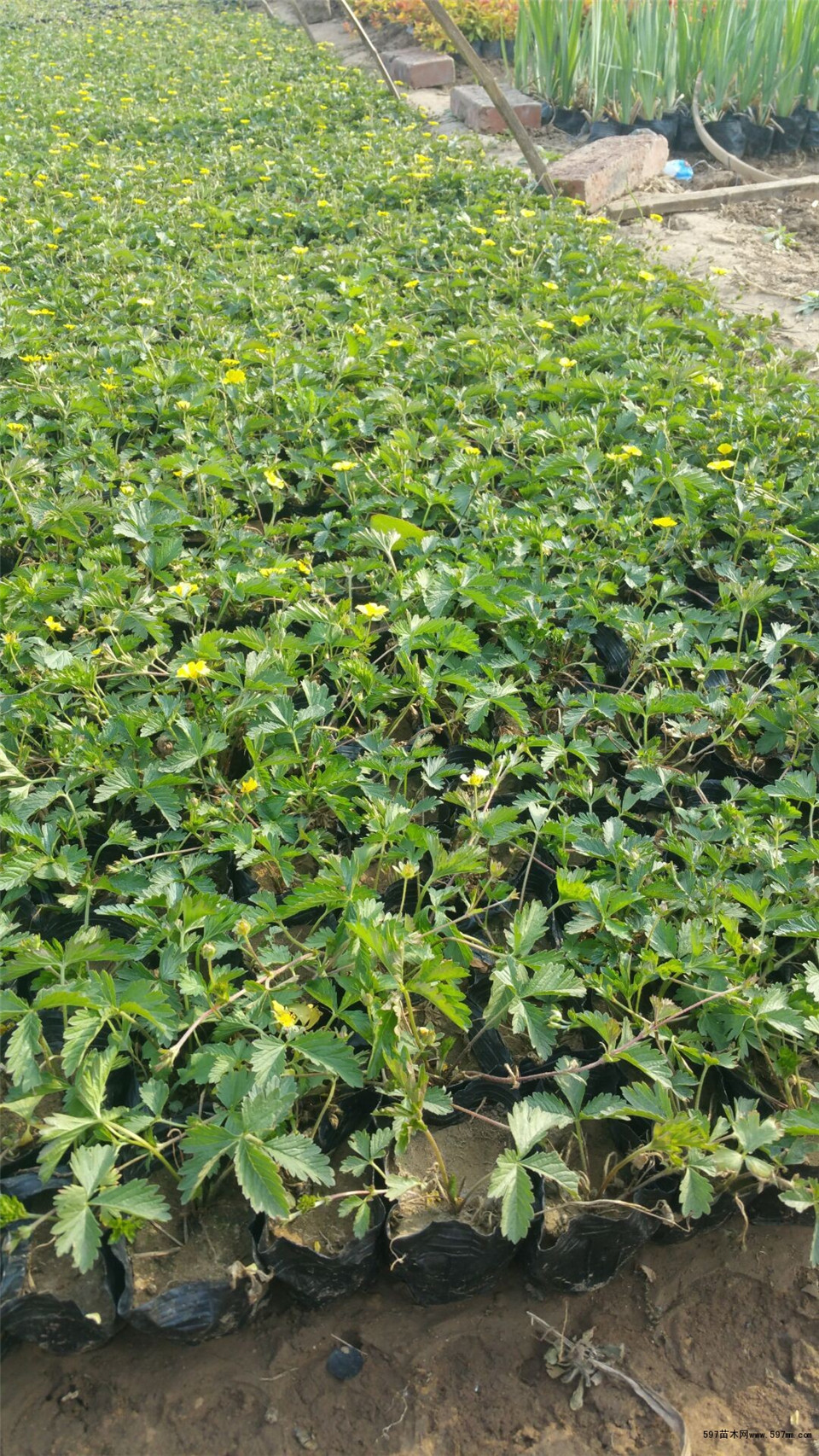 三叶委陵菜基地供应 青州三叶委陵菜小苗 基地批发三叶委陵菜小苗