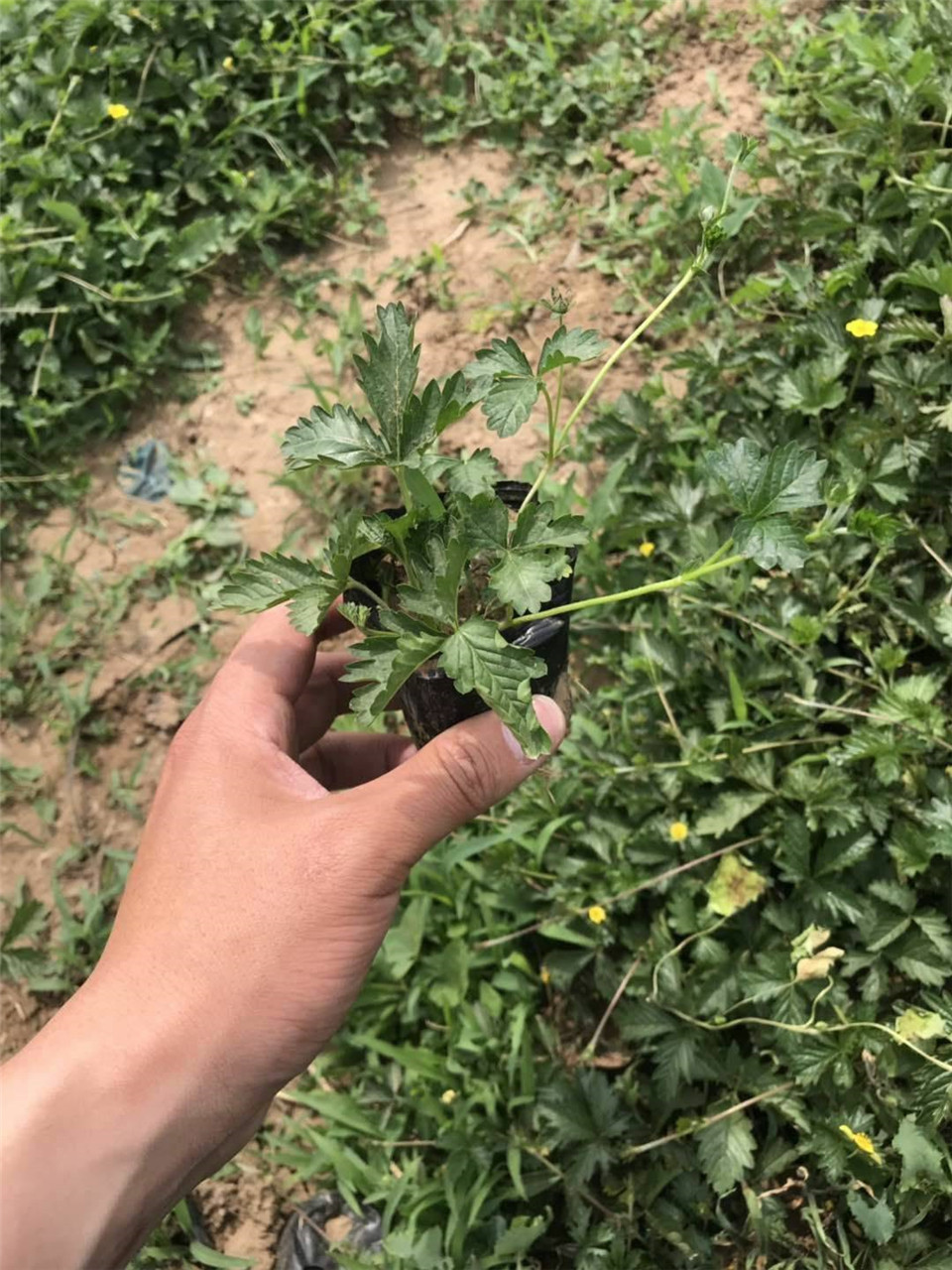 三叶委陵菜苗 青州地被植物三叶委陵菜 基地供应