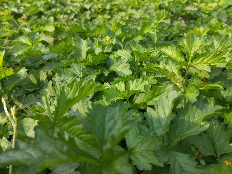 三叶委陵菜基地 青州绿化盆栽三叶委陵菜 苗圃批发绿化盆栽三叶委陵菜