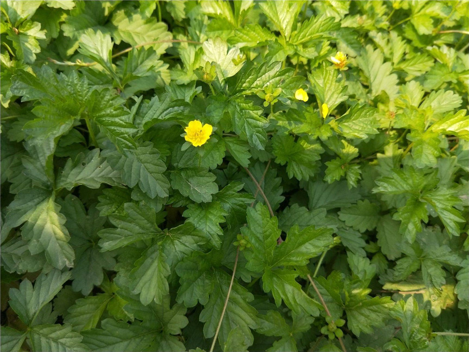 三叶委陵菜基地 青州三叶委陵菜苗 大量批发三叶委陵菜苗