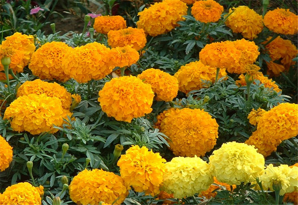宿根万寿菊 青州万寿菊批发 基地批发宿根万寿菊