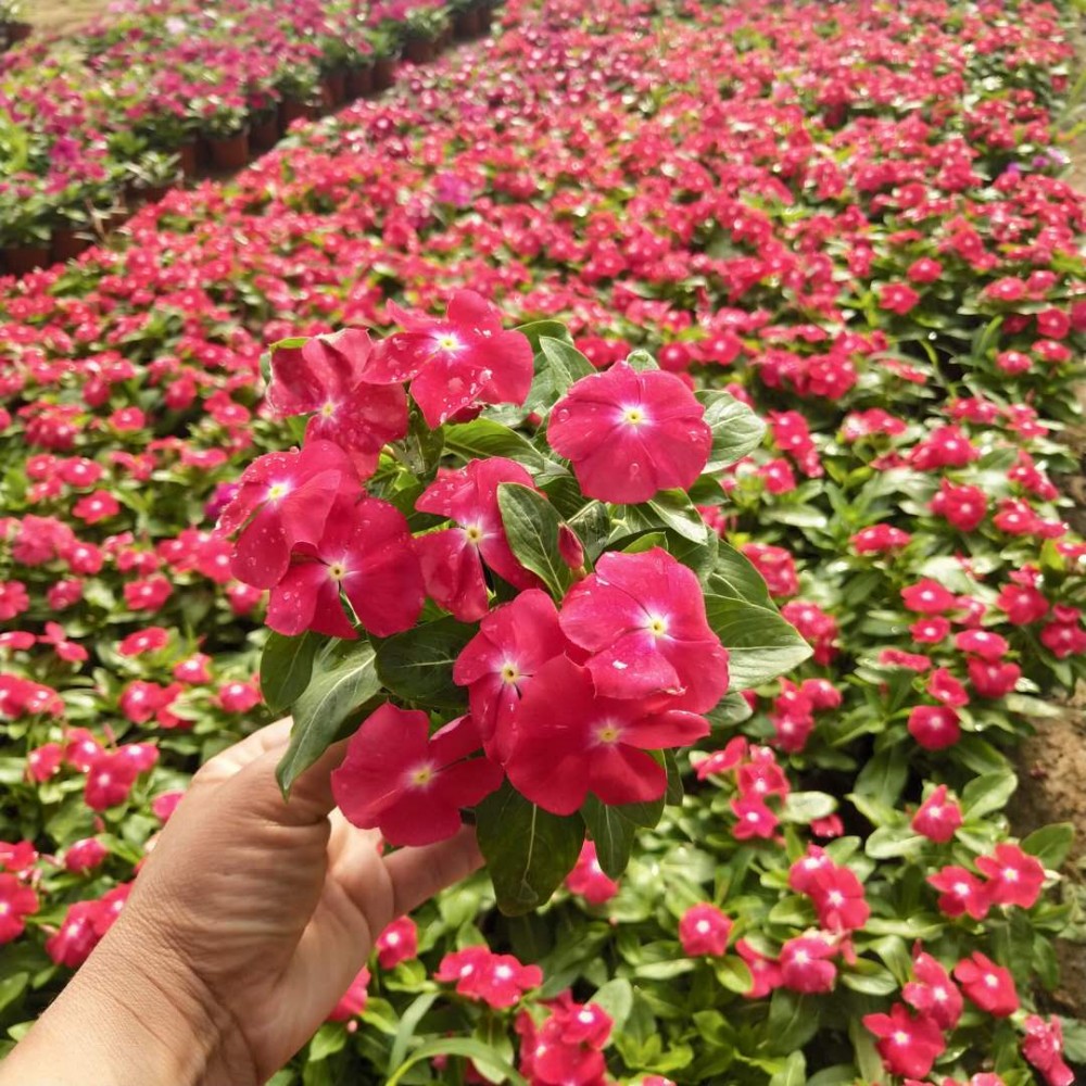 长春花批发价格  长春花基地直销