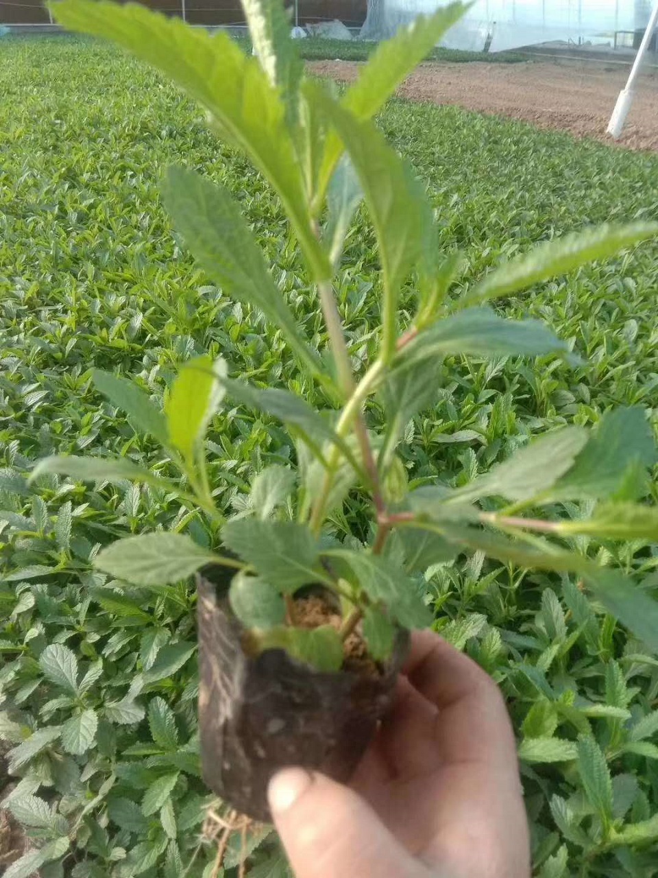 马鞭草批发 马鞭草价格 马鞭草小苗 梓熙花卉
