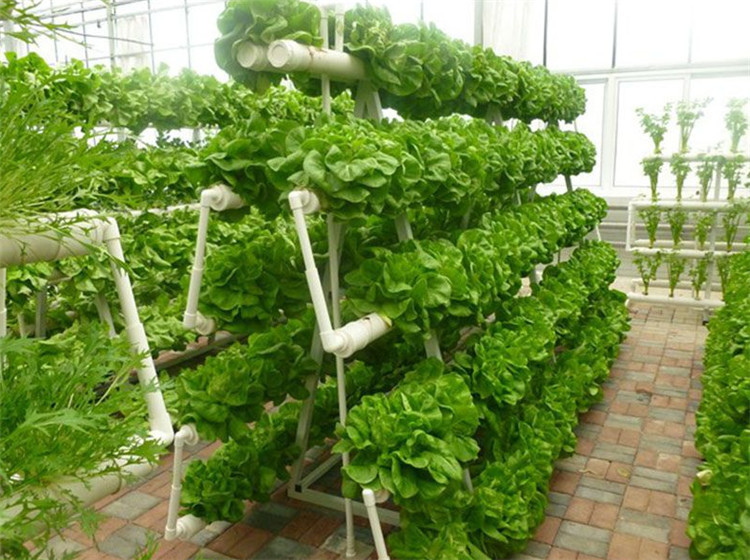 无土栽培技术培训 绿色环保 品种广泛 周期短 产量大