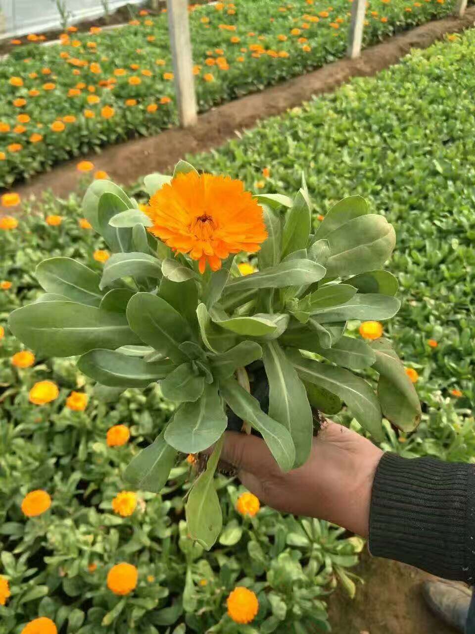 金盏菊 金盏菊基地 金盏菊价格 【宏胜】