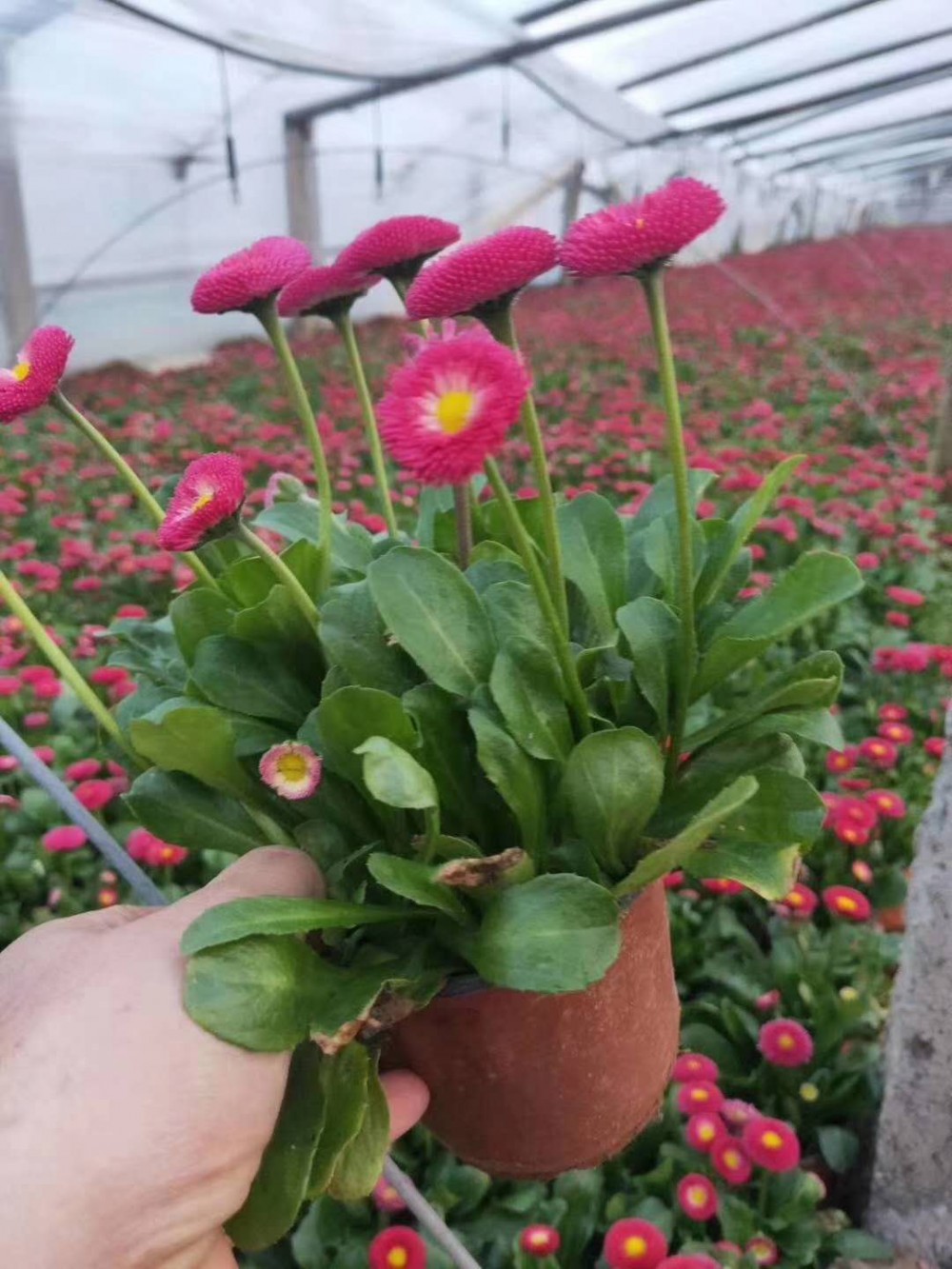 雏菊基地 雏菊价格 双色盆雏菊价格 杯苗雏菊价格