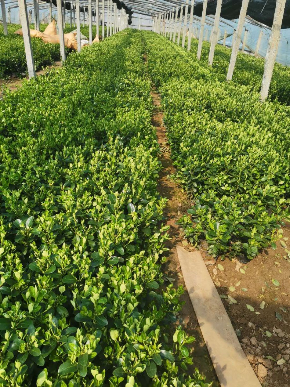 上盆大叶黄杨批发基地  大叶黄杨价格   大叶黄杨直销质优价廉
