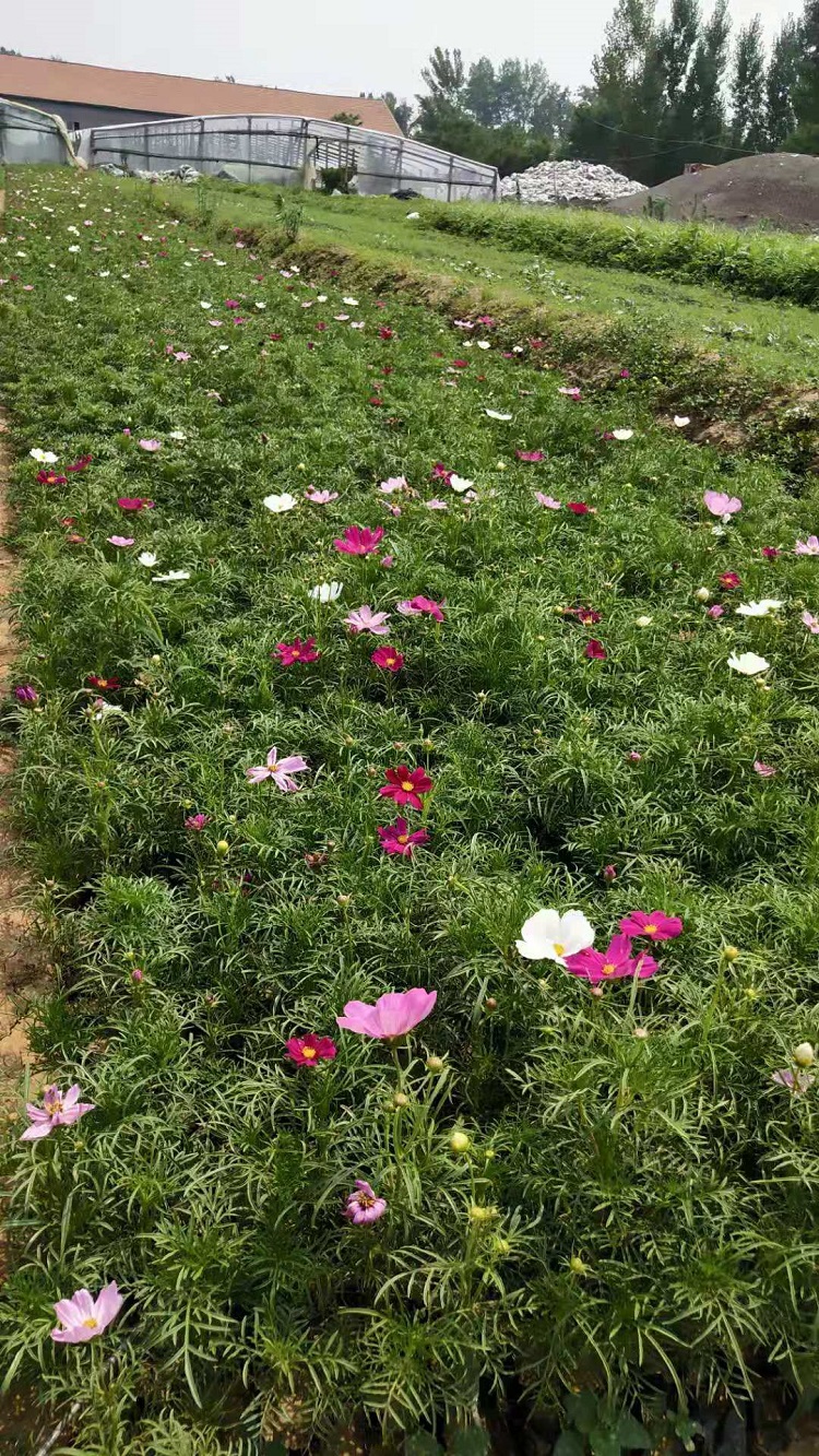 大量供应波斯菊 波斯菊批发价格 波斯菊供应商